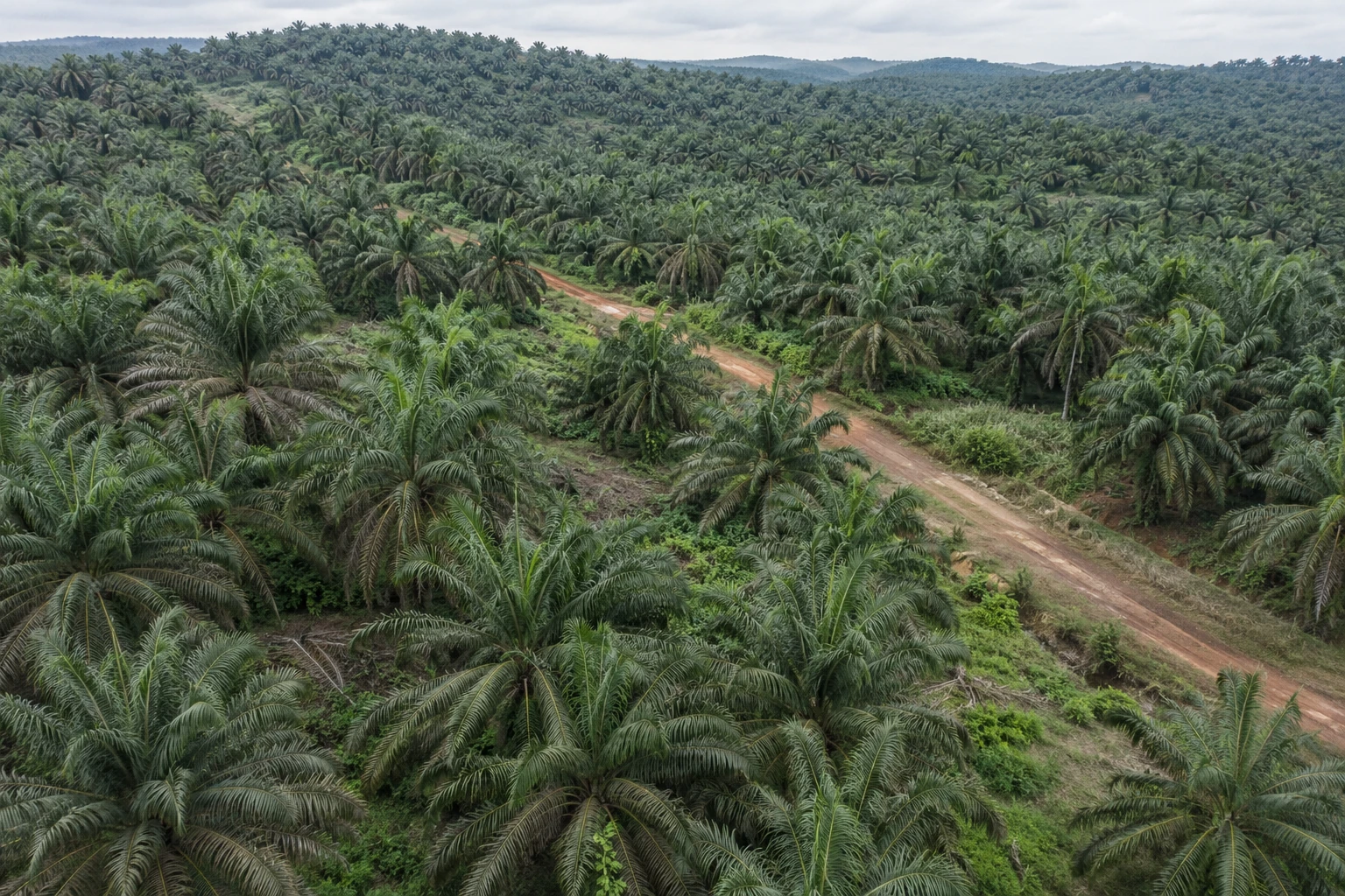 Illustrative aerial view of organized oil palm blocks and an estate access road